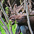 Moose with an anomalous eye, at dinner time Photograph by Tatiana Travelways Moose with an anomalous eye, at dinner time Photograph by Tatiana Travelways