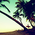 Morning Gaze Photograph by Nik West Morning Gaze Photograph by Nik West