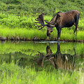 Morning Isolation Photograph by Chad Dutson Morning Isolation Photograph by Chad Dutson