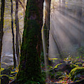 Morning Rays Photograph by Johnny Boyd Morning Rays Photograph by Johnny Boyd