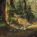 Morning Redwoods by Michael Humphries