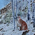 Mountain Lion by John Neeve Mountain Lion by John Neeve