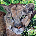 Mountain Lion Portrait Painting by Marilyn McNish Mountain Lion Portrait Painting by Marilyn McNish