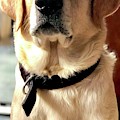 Labrador Dog Photograph by Arun Jain Labrador Dog Photograph by Arun Jain