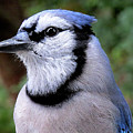 Mr. Blue Photograph by Linda Stern Mr. Blue Photograph by Linda Stern