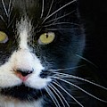 Mr. Tom - Portrait by Sandra Dalton
