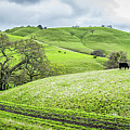 Mt. Diablo Spring Hillside Photograph by Scott McGuire