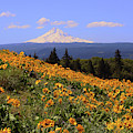 Mt. Hood, Rowena Crest Photograph by Jeanette French Mt. Hood, Rowena Crest Photograph by Jeanette French