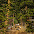 Mule deer, Freemont Lake, Wyoming Photograph by Julieta Belmont Mule deer, Freemont Lake, Wyoming Photograph by Julieta Belmont