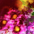 Muli color flower abstract Photograph by Phillip Rubino Muli color flower abstract Photograph by Phillip Rubino