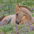 Wild Mustang Foal in the Wildflowers Photograph by Marcy Wielfaert Wild Mustang Foal in the Wildflowers Photograph by Marcy Wielfaert