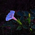 Mysterious Moonflower Photograph by Judy Kennedy Mysterious Moonflower Photograph by Judy Kennedy