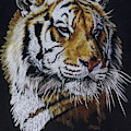 Nanook the Tiger by Barbara Keith Nanook the Tiger by Barbara Keith