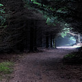 Narrow Path Through Foggy Mysterious Forest Photograph by Andreas Berthold Narrow Path Through Foggy Mysterious Forest Photograph by Andreas Berthold