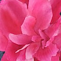 Natalie's Peony Painting by Ann Frederick Natalie's Peony Painting by Ann Frederick