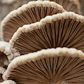 Natural Schizophyllum Mushroom by Iris Richardson Natural Schizophyllum Mushroom by Iris Richardson
