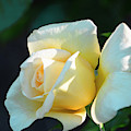 Nature - Creamy Rose Petals by Arthur Babiarz Nature - Creamy Rose Petals by Arthur Babiarz