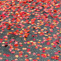 Nature's Confetti Photograph by Linda Stern Nature's Confetti Photograph by Linda Stern
