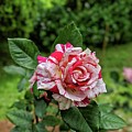 Neil Diamond Rose Photograph by Portia Olaughlin Neil Diamond Rose Photograph by Portia Olaughlin