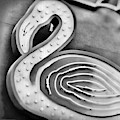 Neon Flamingo BW Photograph by Mary Pille Neon Flamingo BW Photograph by Mary Pille