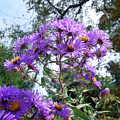 New England Aster 9 Photograph by Amy E Fraser New England Aster 9 Photograph by Amy E Fraser
