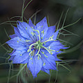 Nigella - Love-in-a-Mist Square Photo by Teresa Wilson