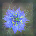 Nigella - Love-in-a-Mist Square by Teresa Wilson