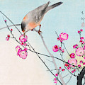 Nightingale Painting by Koson Nightingale Painting by Koson