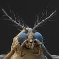 Nonbiting Midge, Chironomidae Sp., Sem Photograph by Meckes/ottawa Nonbiting Midge, Chironomidae Sp., Sem Photograph by Meckes/ottawa