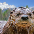 North American River Otter by Arterra Picture Library North American River Otter by Arterra Picture Library