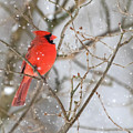 Northern Cardinal in Snow #1 Photograph by Mindy Musick King Northern Cardinal in Snow #1 Photograph by Mindy Musick King