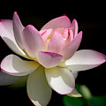 Not Your Average Waterlily Photograph by Linda Bonaccorsi Not Your Average Waterlily Photograph by Linda Bonaccorsi