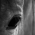Nova by Catherine Sobredo