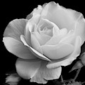 October Rose Photograph by Terence Davis October Rose Photograph by Terence Davis