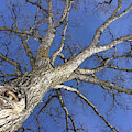 Old Oak Tree by Mary Mikawoz Old Oak Tree by Mary Mikawoz
