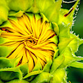 Open Up A Bit by Phil Cappiali Jr Open Up A Bit by Phil Cappiali Jr