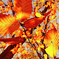 Orange Fall Leaves Photograph by Meta Gatschenberger Orange Fall Leaves Photograph by Meta Gatschenberger