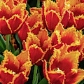Orange Fringe Tulips Photograph by Louis Dallara Orange Fringe Tulips Photograph by Louis Dallara