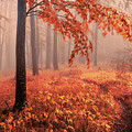 Orange Wood Photograph by Evgeni Dinev Orange Wood Photograph by Evgeni Dinev