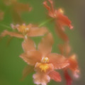 Orchid Photograph by Minnie Gallman Orchid Photograph by Minnie Gallman