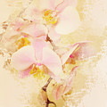 Orchids Photograph by Angie Tirado Orchids Photograph by Angie Tirado