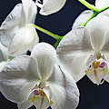Orchids Photograph by Lachlan Main Orchids Photograph by Lachlan Main