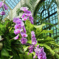 Orchids Photograph by Michael Frank Orchids Photograph by Michael Frank