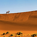 Oryx on the dune, Namibia Photograph by Lyl Dil Creations Oryx on the dune, Namibia Photograph by Lyl Dil Creations
