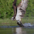 Osprey Dragging Fish Photograph by Pete Walkden Osprey Dragging Fish Photograph by Pete Walkden