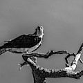 Osprey With Lunch Photograph by Cathy Kovarik Osprey With Lunch Photograph by Cathy Kovarik