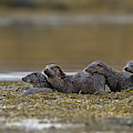 Otter Family At Dusk Photograph by Pete Walkden Otter Family At Dusk Photograph by Pete Walkden