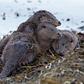 Otter Family Together Photograph by Pete Walkden Otter Family Together Photograph by Pete Walkden