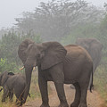 Out of the Fog in Hluhluwe Photograph by Marcy Wielfaert Out of the Fog in Hluhluwe Photograph by Marcy Wielfaert