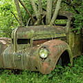 Overgrown by Minnie Gallman